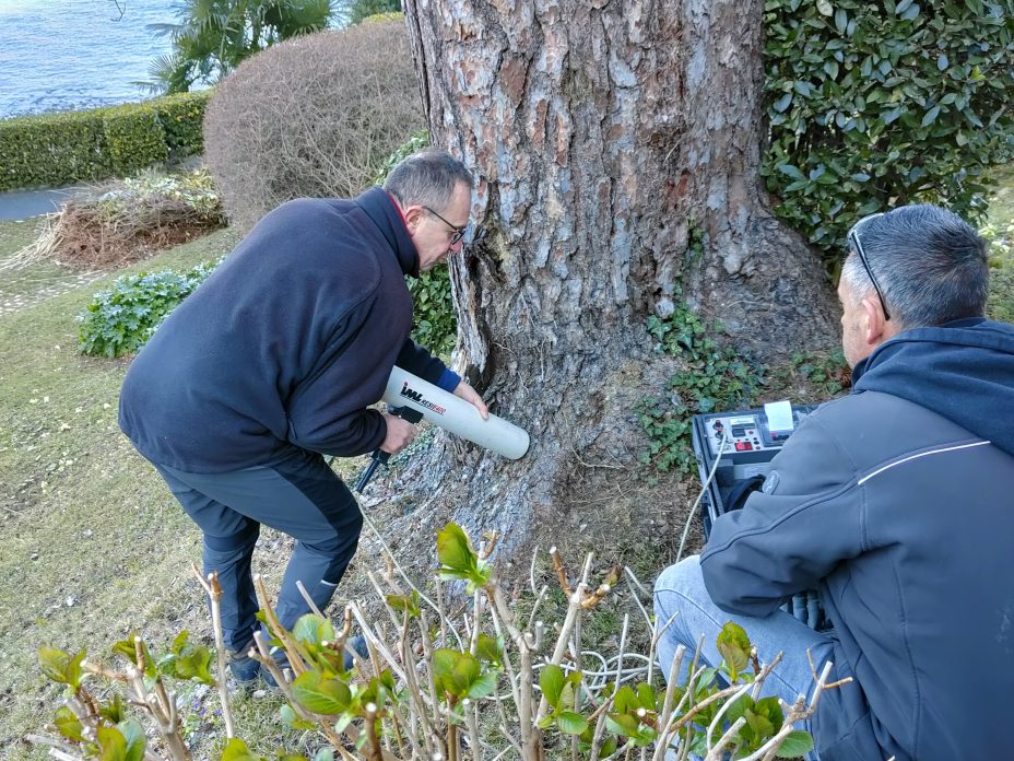 Cura degli alberi per la manutenzione di un parco divertimenti sostenibile