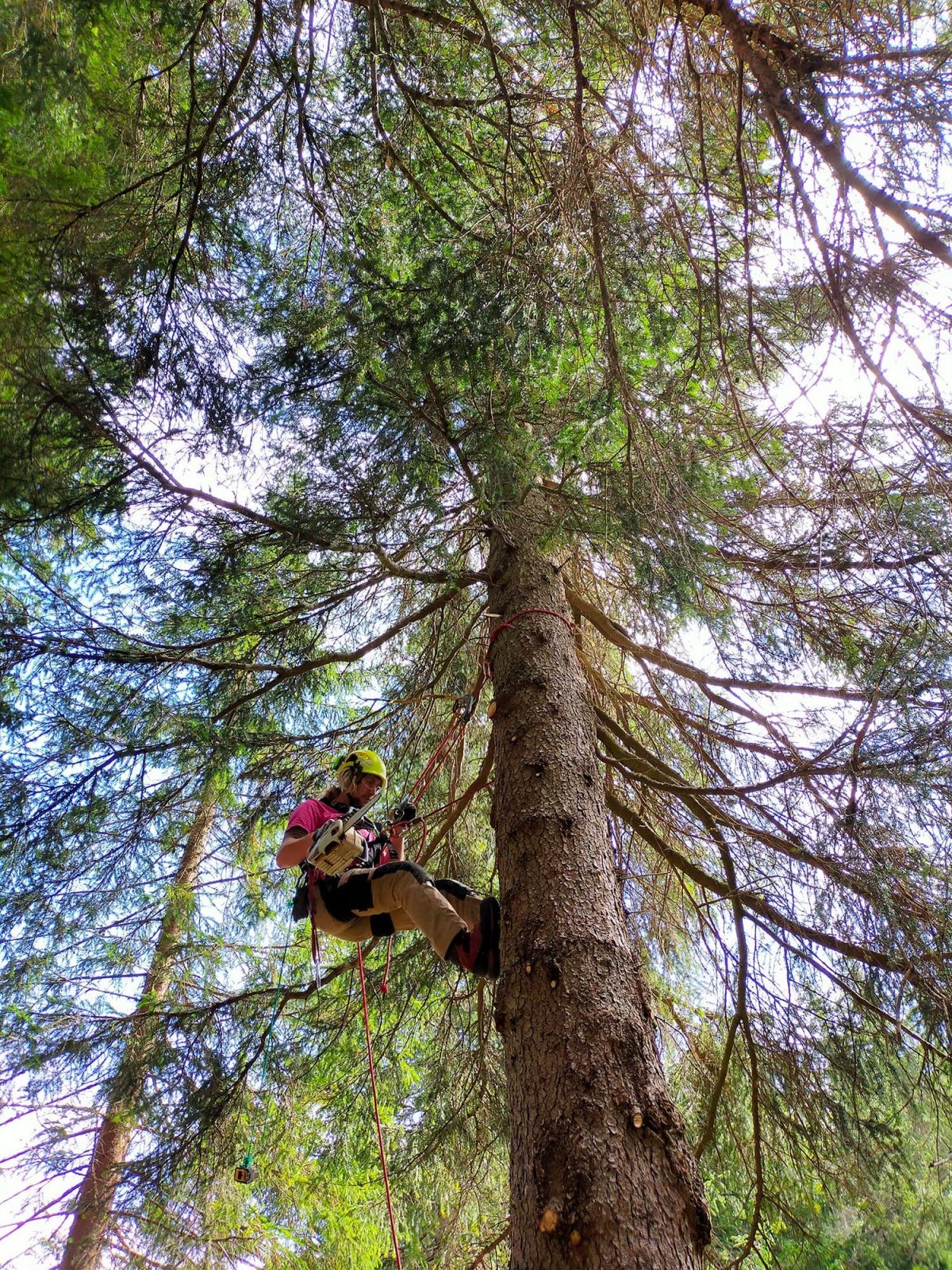 Tecnico italiana parchi costruisce percorso avventura in un bosco